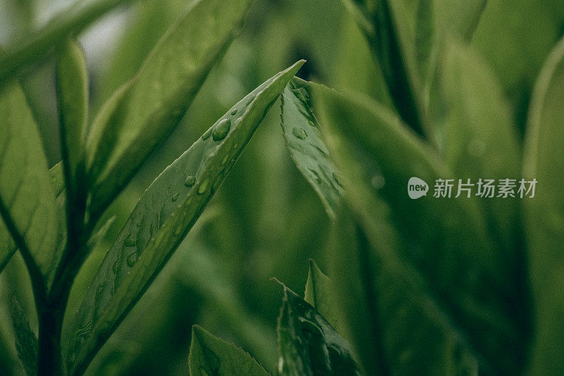 雨后花园中的四叶草上滴着水珠