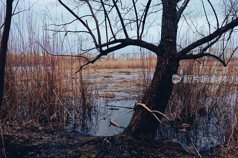 鸟巢。苏梅,乌克兰。车哈湖上的浮巢。恐怖的气氛。黑暗的沼泽