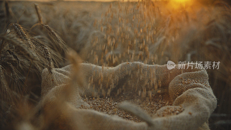 日落时分，麦粒落在麻袋里