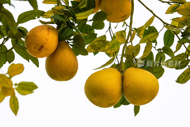 葡萄柚树上挂满了成熟的果实