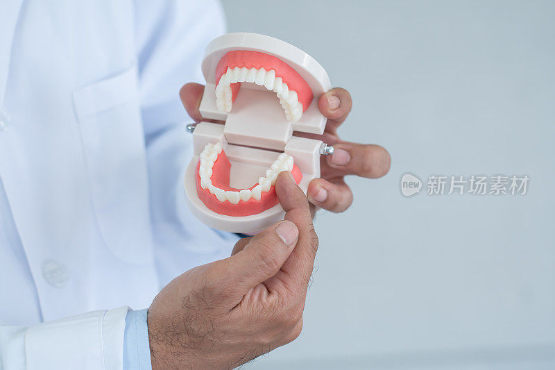 牙医的手拿着一个下巴模型。医生用手指指着臼齿、牙齿和牙龈。口腔和牙齿健康。教育。本空间