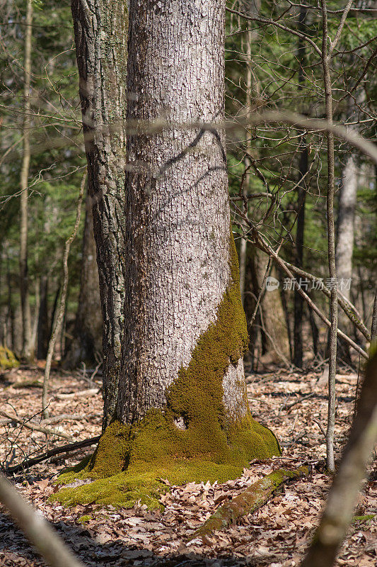 初春天气的木质纹理复制空间户外背景，林地徒步活动