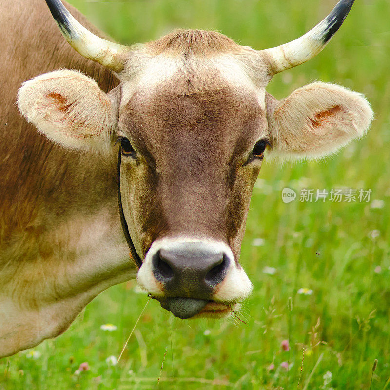 这个农场的牛品种以肉质好而闻名，饲养的目的是供消费。