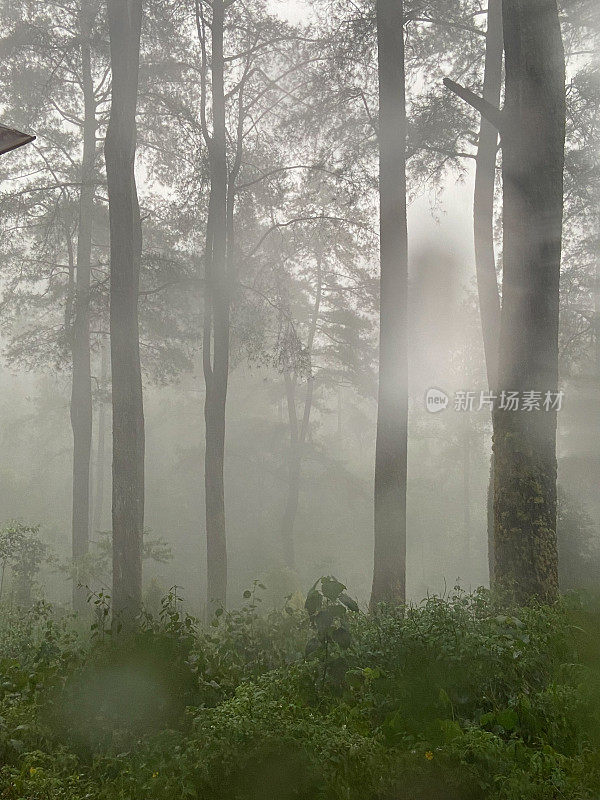 晨雾和松林