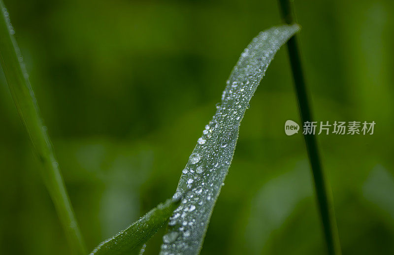 雨滴落在芦苇叶上