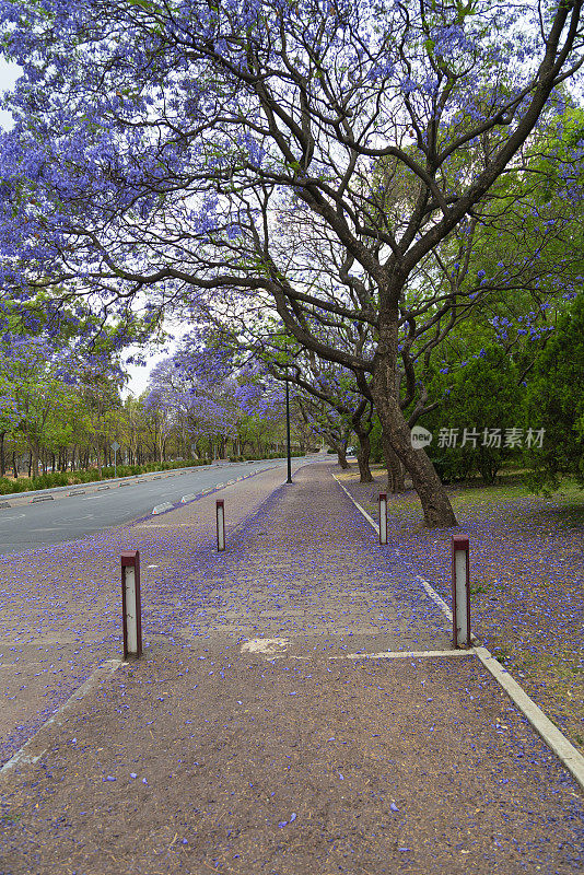 美丽的紫色蓝花楹树在街上