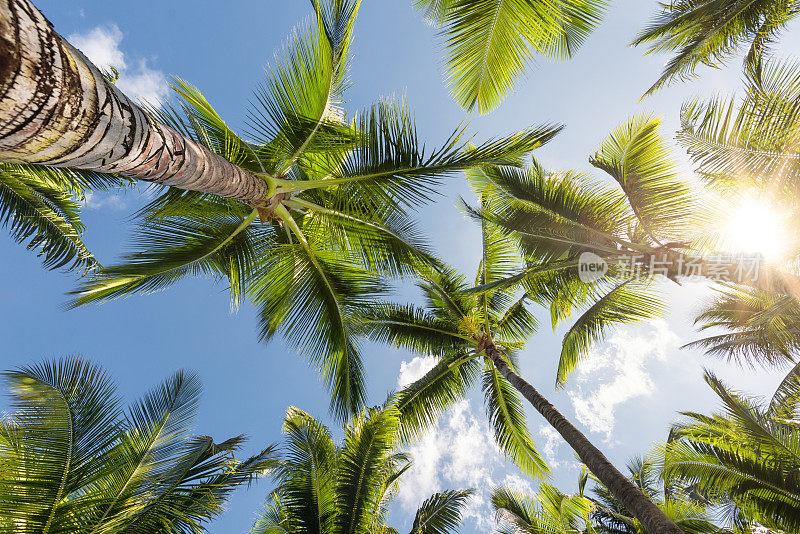棕榈树望着晴朗的天空