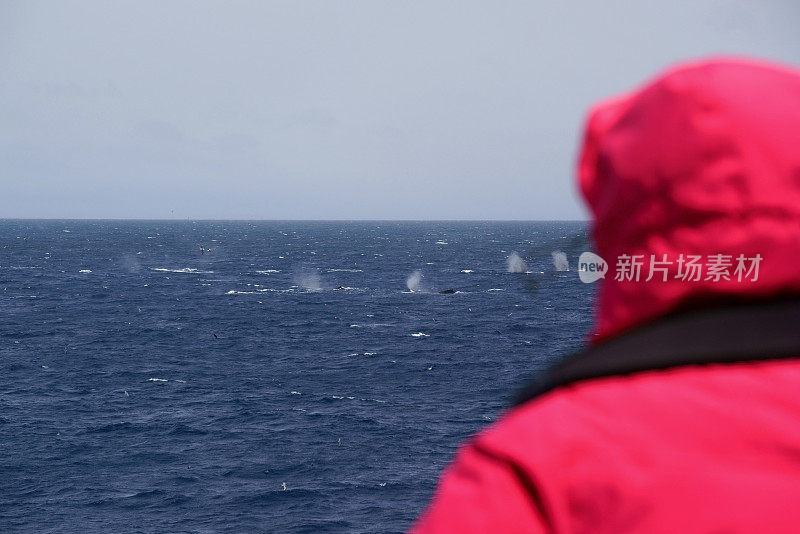 游客在南极天堂湾观看浮在水面的座头鲸