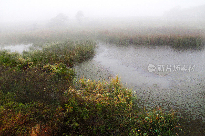 vdcm100-5清晨薄雾湿地