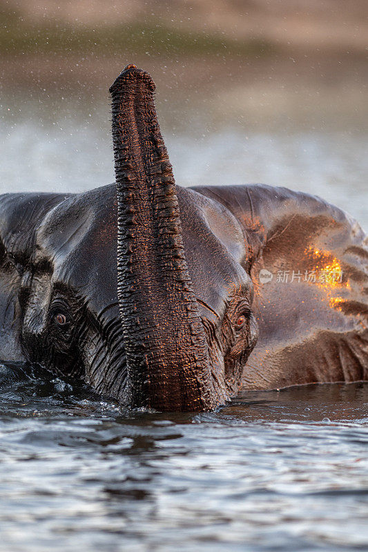 游泳的大象