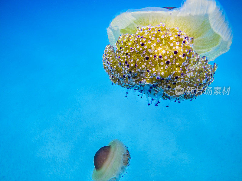 在爱琴海中游动的煎蛋水母