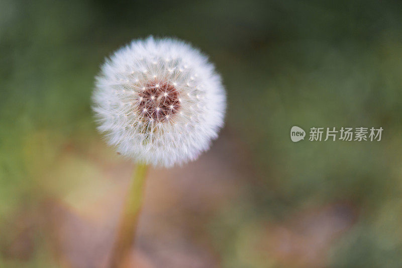 花园里的蒲公英花和种子的微距图像