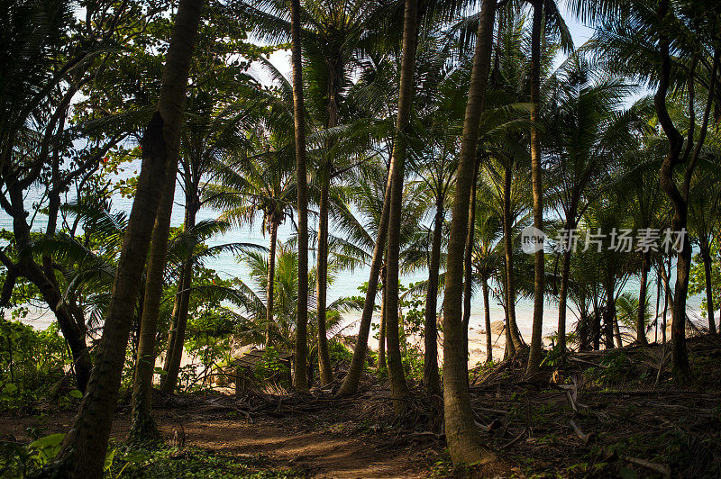(选择性聚焦)美丽的全景充满绿色的棕榈树和壮观的大海在背景，普吉岛，泰国。