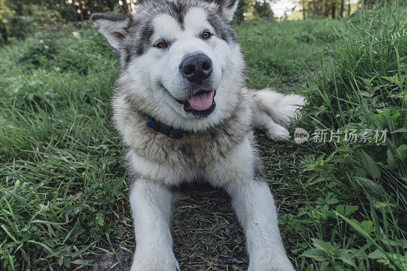 美丽的雪橇犬躺在草地上，戴着gps项圈