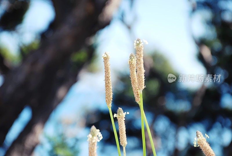 草头自然背景