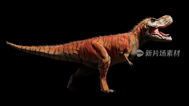 霸王龙，侏罗纪时期的霸王龙恐龙(3d恐龙渲染在黑色背景上孤立)