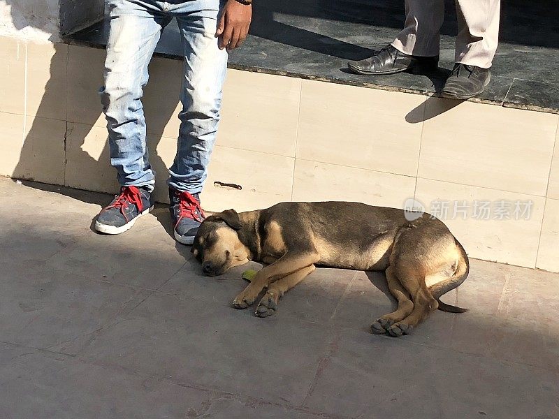 印度街头流浪狗的形象，无家可归的杂种狗睡觉