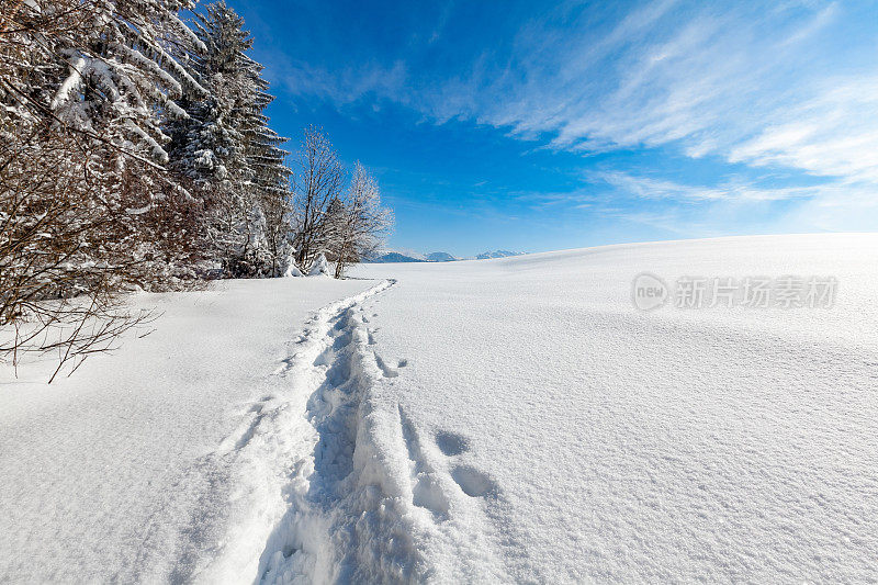 在瑞士中部的林地边缘附近，阳光明媚的雪地里徒步旅行