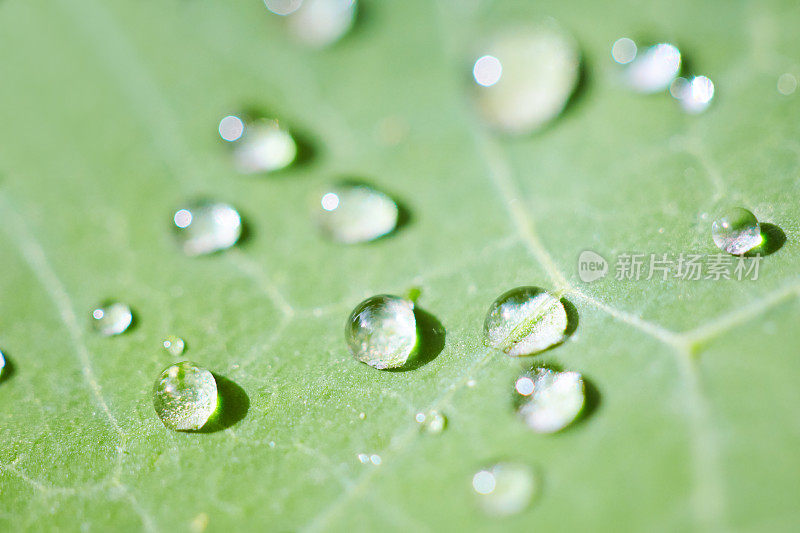 树叶上雨滴的特写画面