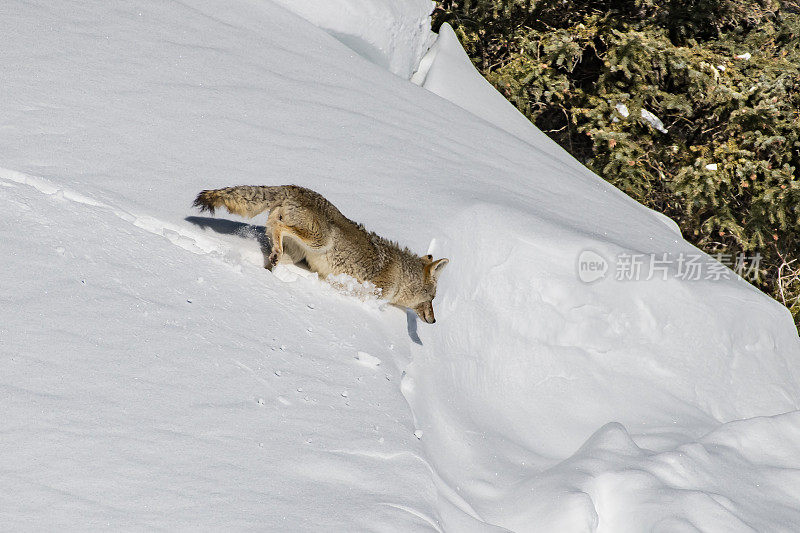在黄石公园，一只土狼正在穿越三月深冬的积雪