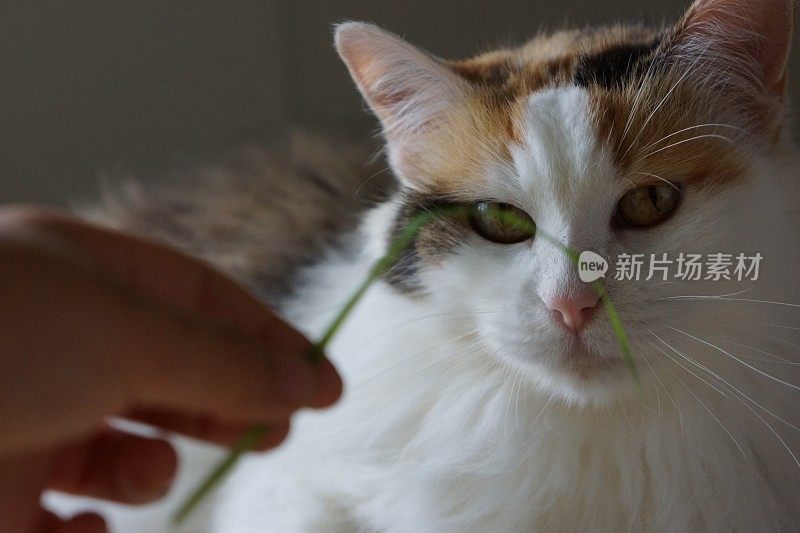 看草的猫