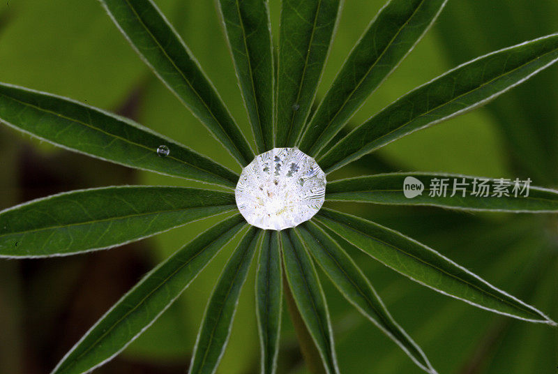 羽扇豆叶上的雨滴