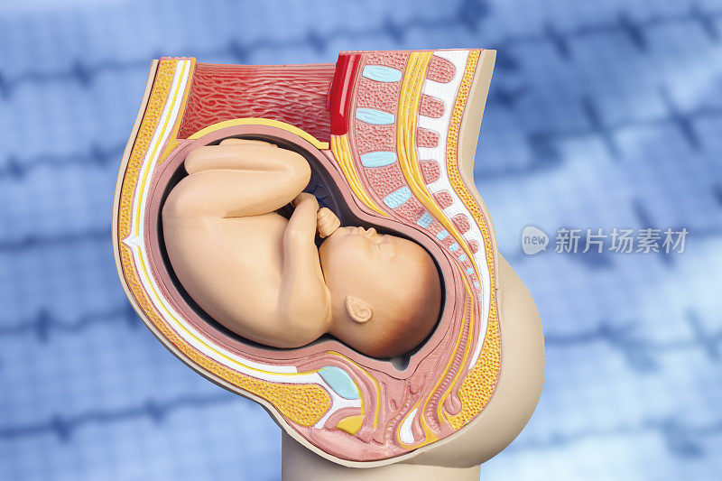 妊娠模型的心电图背景