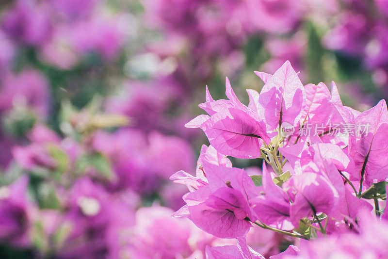 叶子花属的花