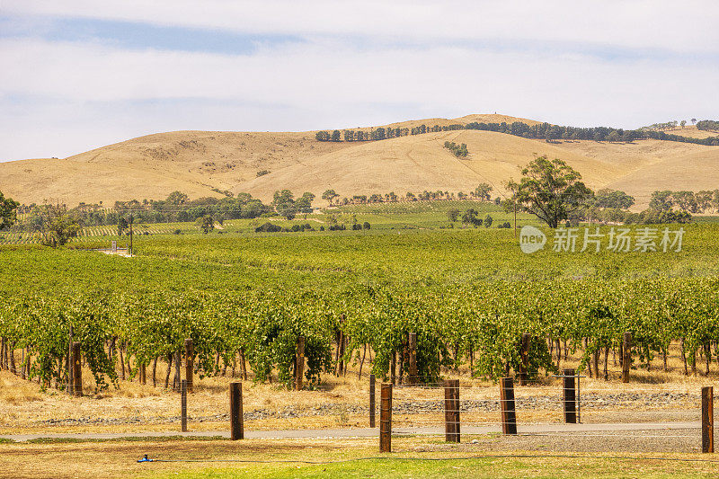 澳大利亚巴罗萨山谷的葡萄园。成排的葡萄酒植物。