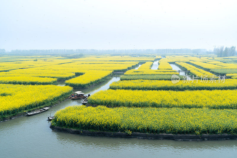 江苏省兴化市油菜籽田