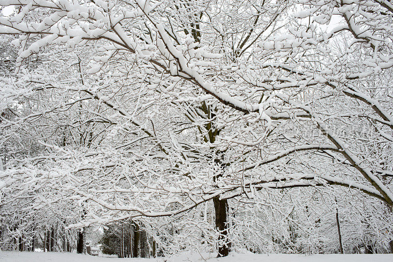 大雪过后，加拿大安大略省的林地