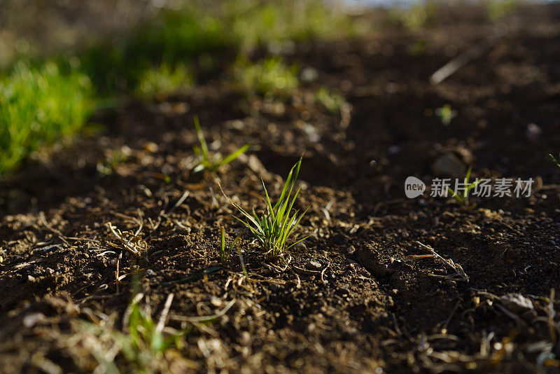 绿草新芽生长