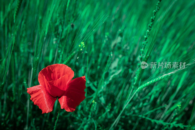 红罂粟(罂粟)花