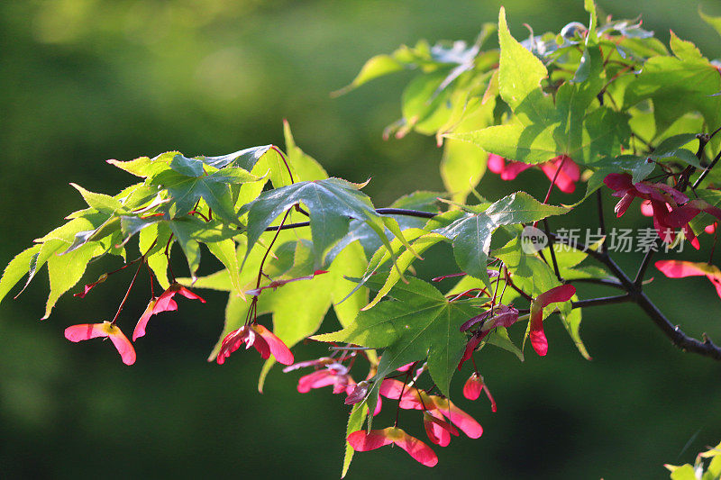 秋天的红色枫树种子下槭棕榈大阪树日本枫树(火红的红色秋天的颜色)在景观东方的日本花园，有翅膀的直升机种子钥匙生长在绿色的花园墙纸背景