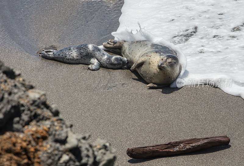 海滩上的海豹。雌性和幼仔喂养