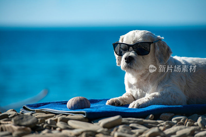 戴着太阳镜的可爱狗在海岸线上放松