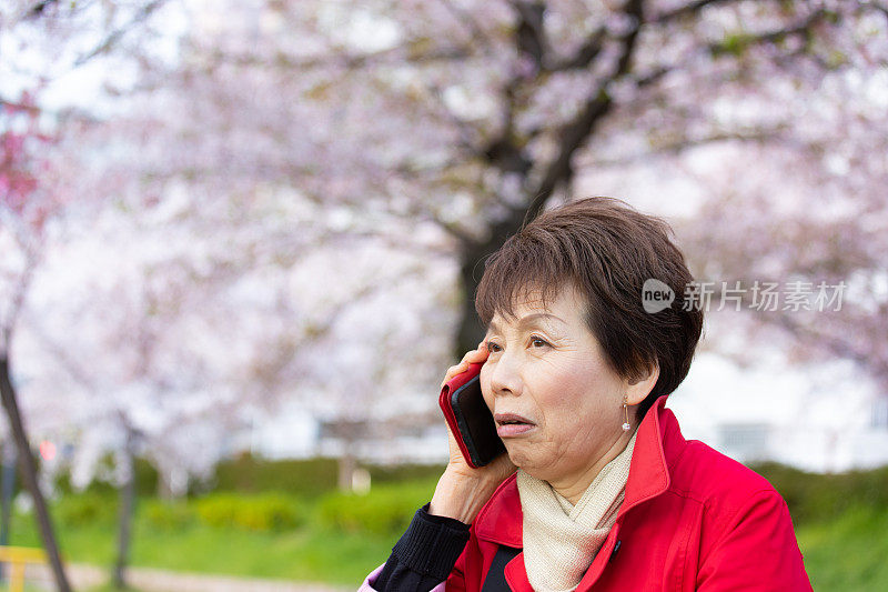 老妇人在欣赏樱花