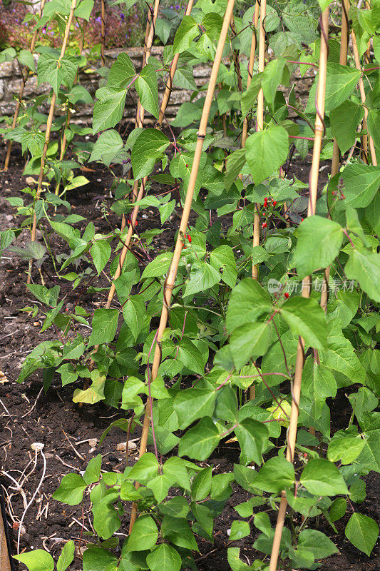 形象传统的菜园和园艺作物种植红花菜豆分配与红色的花在夏天在木材床边界从铁路枕木,红花菜豆植株生长和爬竹手杖伸展和土壤中