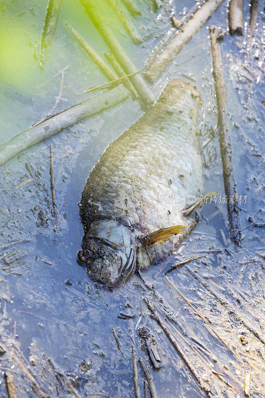 2019年7月，Llobregat河有毒物质泄漏，死鱼