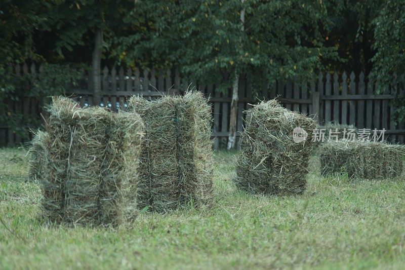 新鲜的草，刚打成捆的干草