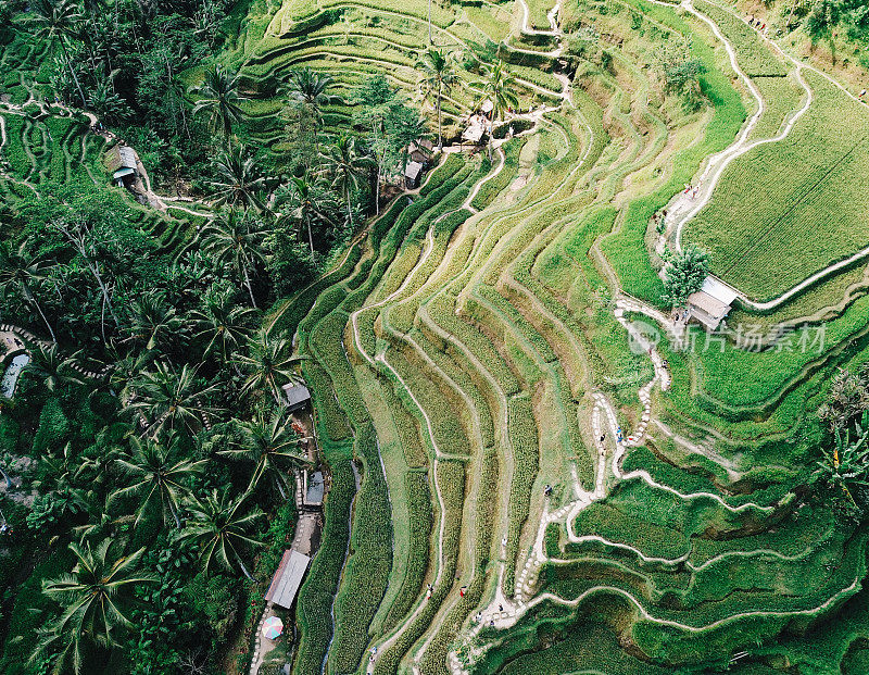 飞越巴厘岛的稻田