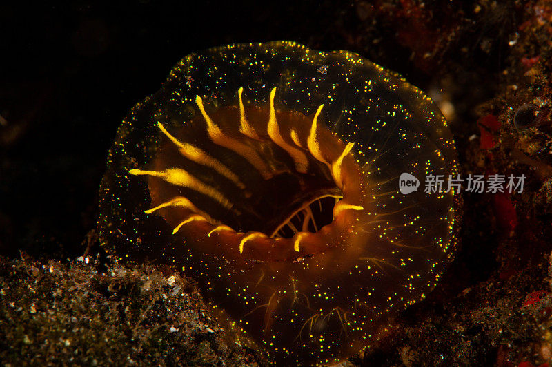 热带水族馆，热带水域海葵大近距离触须