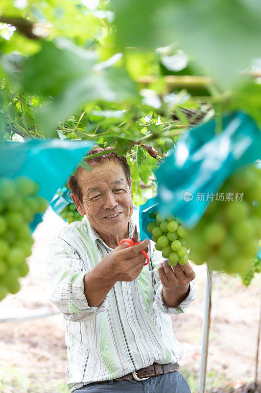 在葡萄园工作的日本老人