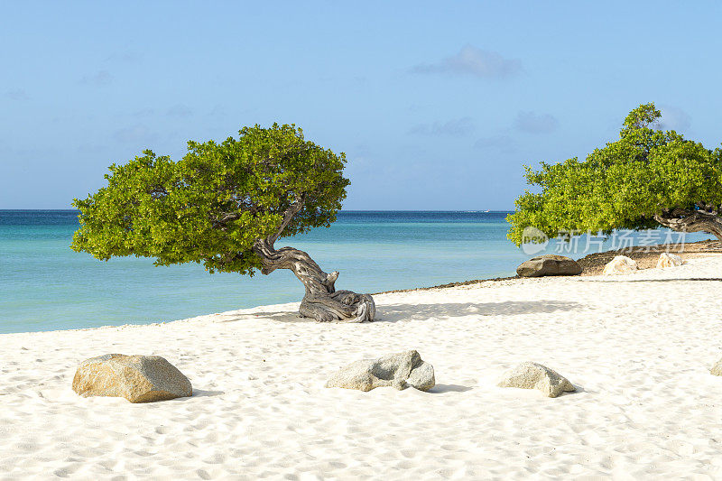 阿鲁巴白色沙滩上的标志性Divi树