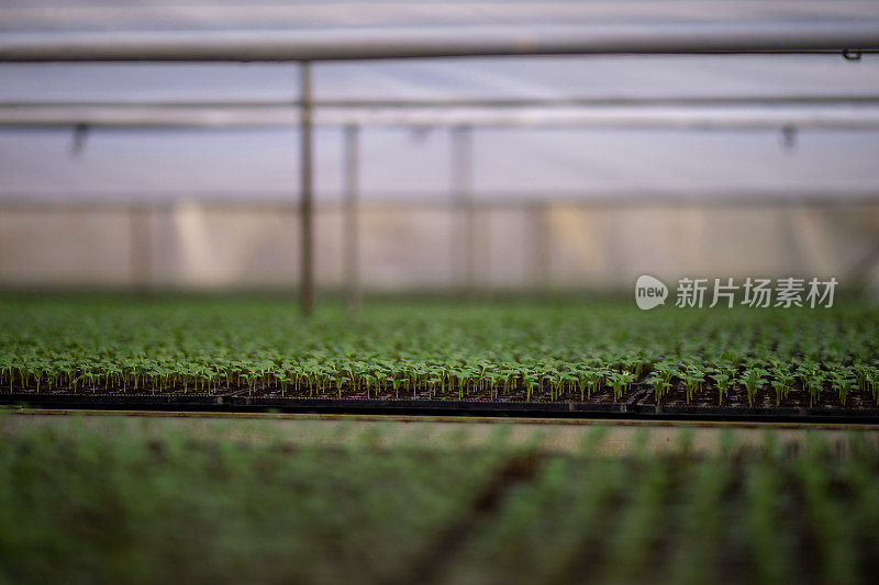 温室中的微型绿色植物