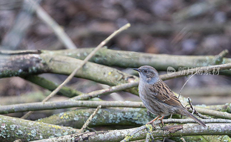 灌木丛中的Dunnock