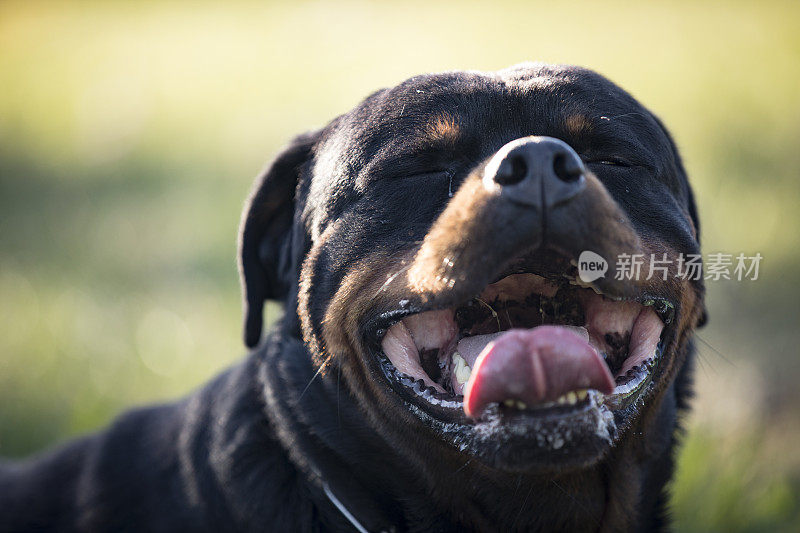 户外罗特韦尔犬的肖像