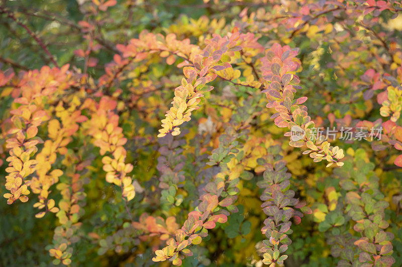 十月底长有秋天颜色叶子的小檗或小檗
