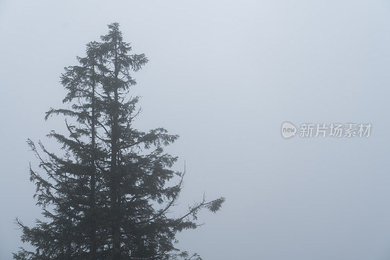 迷雾森林