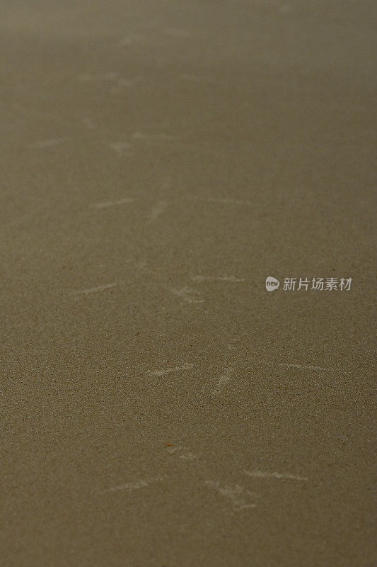 大蓝鹭在坚硬潮湿的沙滩上留下足迹